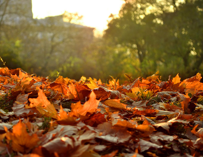 Autumn in Latvia