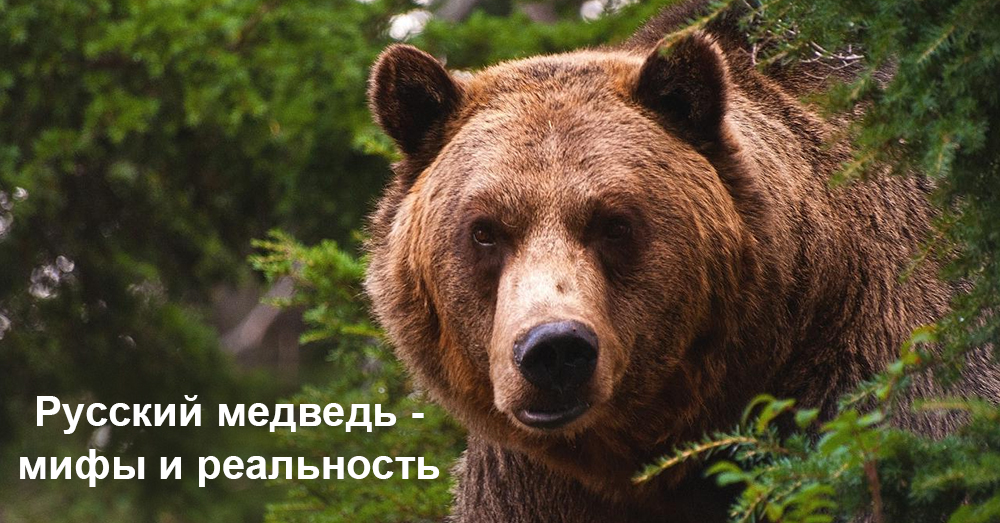 Русский медведь - мифы и реальность