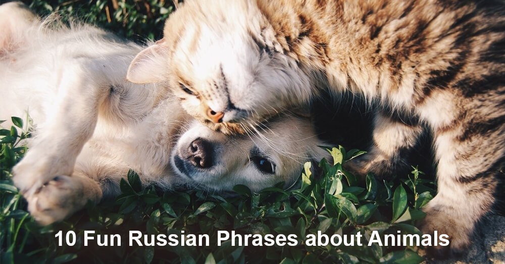 10 Fun Russian Phrases about Animals 