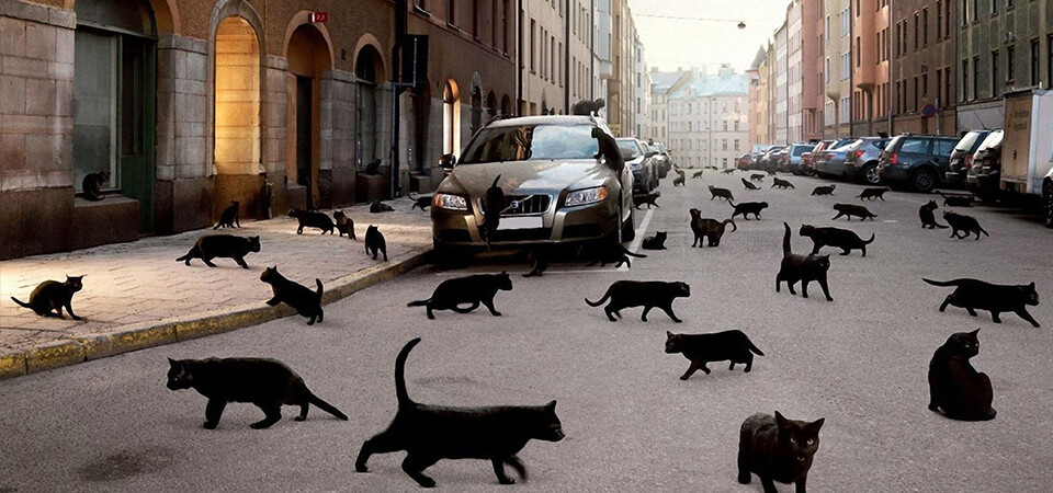 Чёрная кошка перебежала дорогу - жди беды